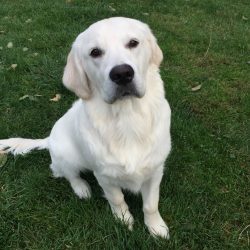 White lab